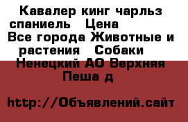 Кавалер кинг чарльз спаниель › Цена ­ 40 000 - Все города Животные и растения » Собаки   . Ненецкий АО,Верхняя Пеша д.